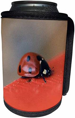 3Drose Macro Photo of Ladybug na rubu crvenog krova. - Omota za hladnjak za hladnjak