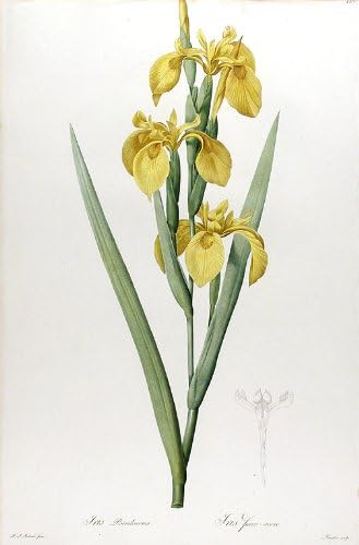 Iris pseudocvjetni / mumbo-mumbo