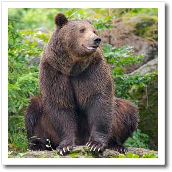 3Drose Euroazijski smeđi medvjed bavarska šuma, ograđeni prostor. - Željezo na toplinskim transferima